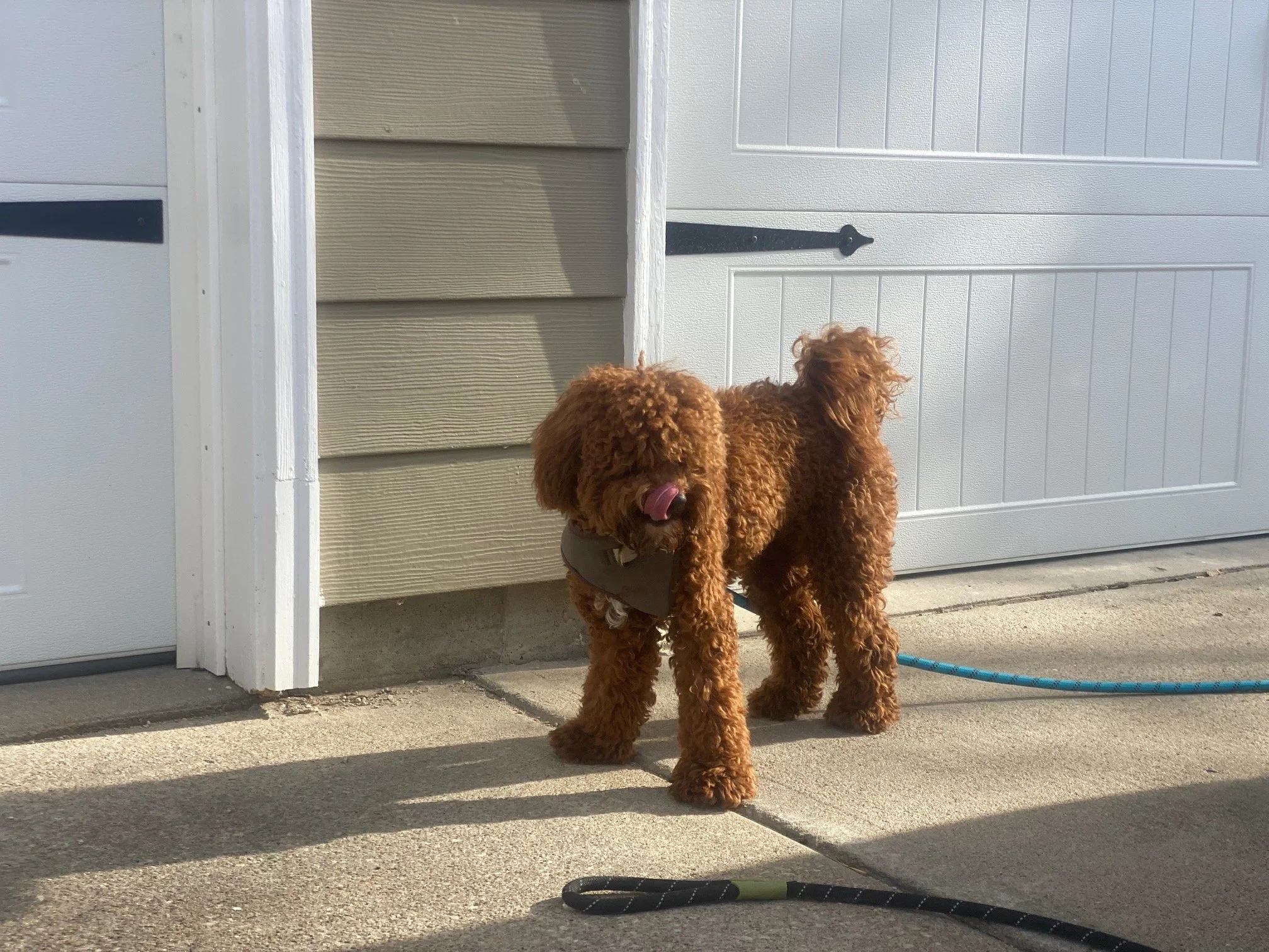 Australian labradoodle coats hotsell